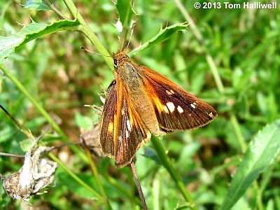 Broad-winged Skipper