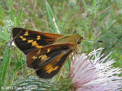 Leonard's Skipper