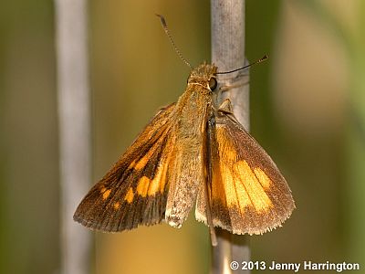 Broad-winged Skipper
