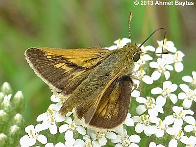 Crossline Skipper
