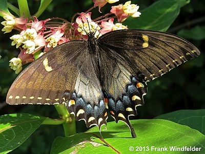 Eastern Tiger Swallowtail