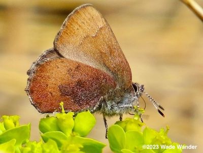 Brown Elfin