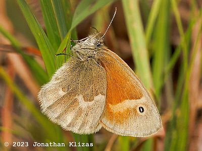 Common Ringlet