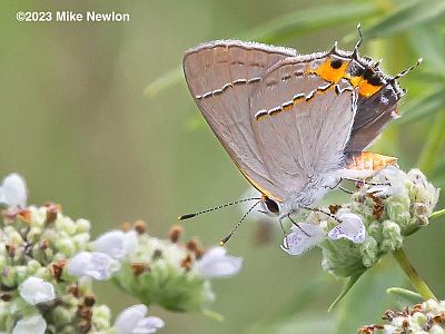 Gray Hairstreak