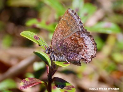 Hoary Elfin