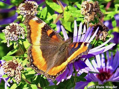 Milbert's Tortoiseshell