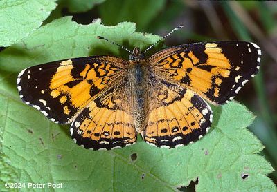 Silvery Checkerspot