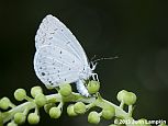 Appalachian Azure