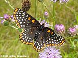 Baltimore Checkerspot