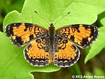 Pearl Crescent