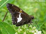 Silver-spotted Skipper