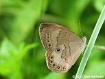 Appalachian Brown