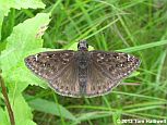 Horaces's Duskywing