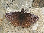 Dreamy Duskywing