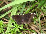 Common Sootywing