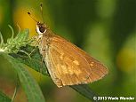 Broad-winged Skipper
