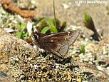 Dusted Skipper