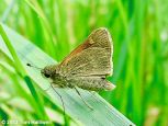 Tawny-edged Skipper