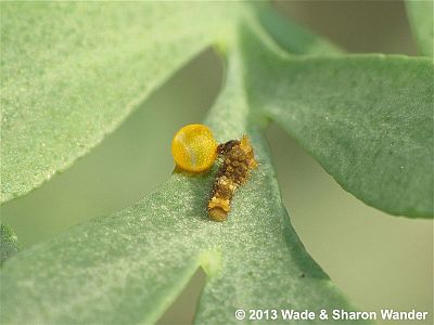 Giant Swallowtail caterpillar