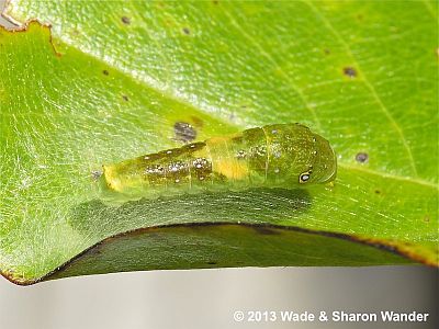 Eastern Tiger Swallowtail caterpillar