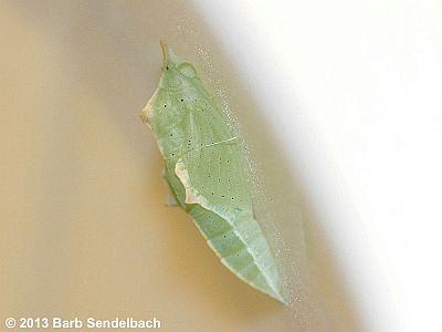 Cabbage White pupa