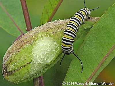 Monarch caterpillar