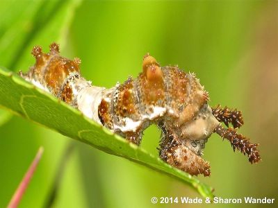 Red-spotted Purple Larva