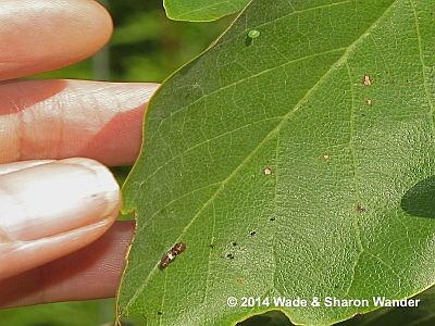 Eastern Tiger Swallowtail caterpillar and egg