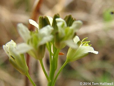 Falcate Orangetip egg