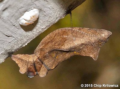 Pipevine Swallowtail chrysalis
