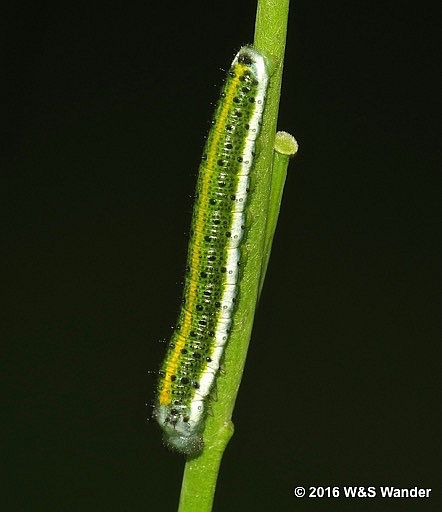 Falcate Orangetip caterpillar