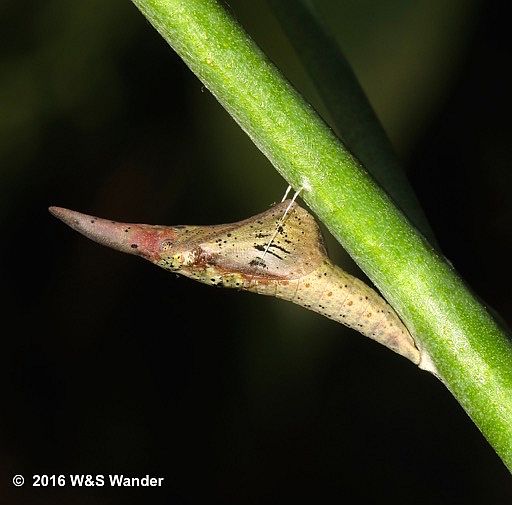 Falcate Orangetip chrysalis