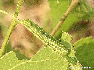 American Snout caterpillar