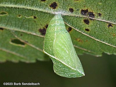American Snout pupa