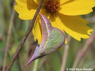 Cloudless Sulphur Pupa