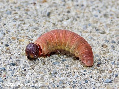 Silver-spotted Skipper caterpillar