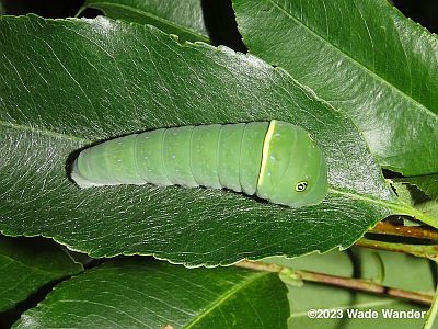 Eastern Tiger Swallowtail caterpillar