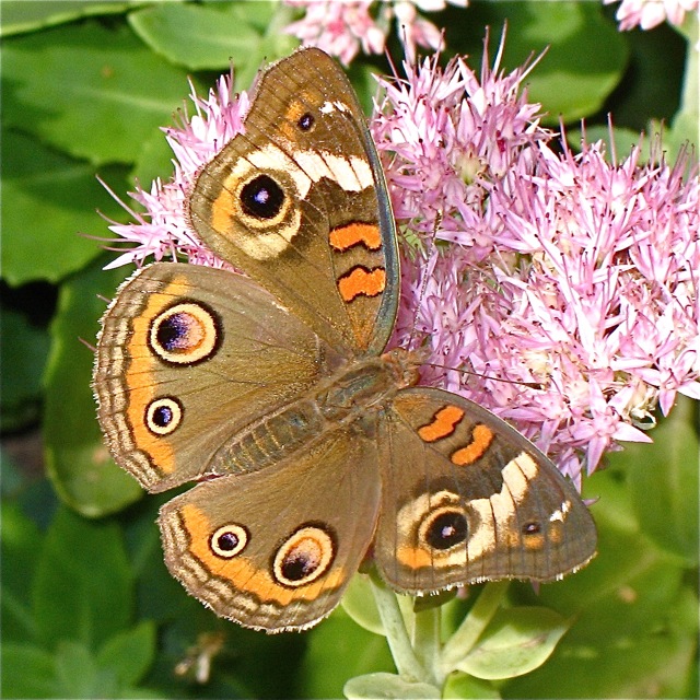 Common Buckeye on Sedum