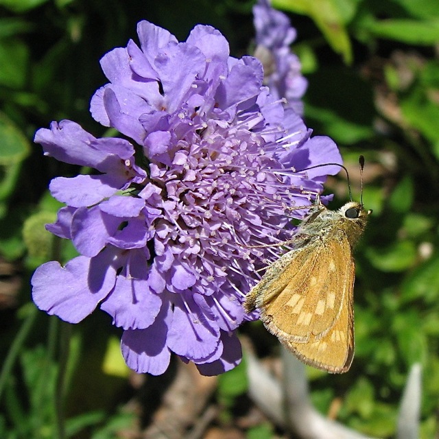 Indian Skipper on Pincushion Flower