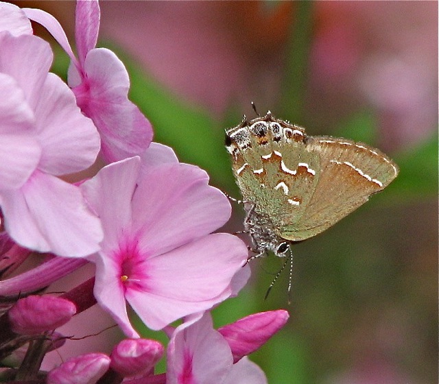 Juniper Hairstreak on Phlox