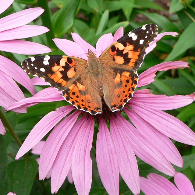 Painted Lady on Purple Coneflower