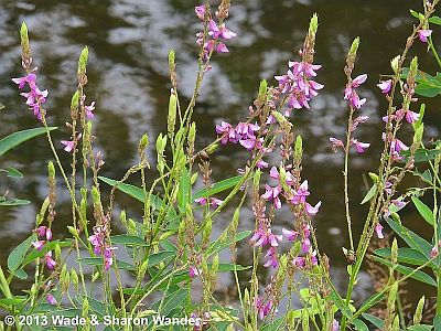 Panicled Tick Trefoil
