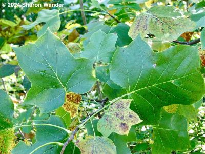 Tuliptree leaves