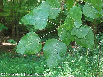 Trembling Aspen