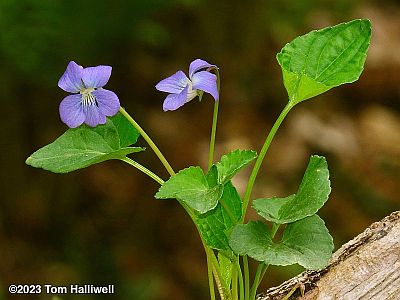Common Blue Violet