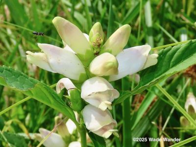 White Turtlehead