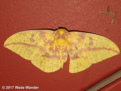 Imperial Moth