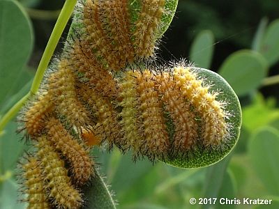 Io Moth