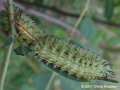Io Moth
