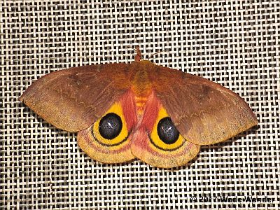 Io Moth